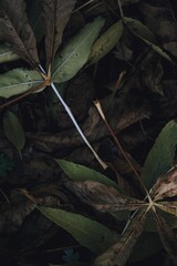 Autumn impression, leafs, art fine photography