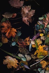 Autumn impression, leafs, art fine photography