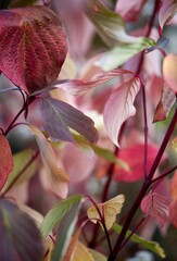 Autumn impression, leafs, art fine photography