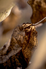 Autumn impression, leafs, art fine photography