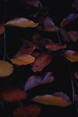 Autumn impression, leafs, art fine photography