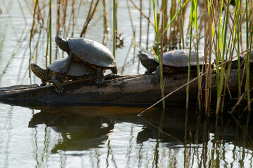 Tortue de Floride, Trachemys scripta