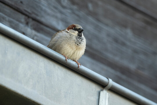 Moineau domestique, m&acirc;le , Passer domesticus,  House Sparrow