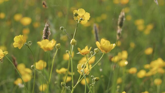 Close-Up of Yellow Buttercup Wildflowers and Buds in Tall Grass, Gently Moving in a Spring Breeze, Shallow Focus Meadow Scene with Soft Sunlight and an Out of Focus Spider in the Background