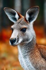 Fototapeta premium Kangaroo pauses in grassy savannah under cinematic sunlight