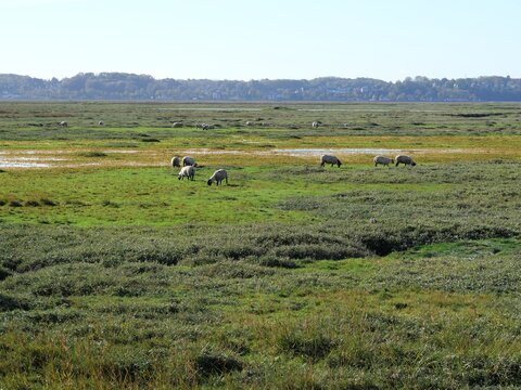 Troupeau de moutons paissant dans les pr&eacute;s sal&eacute;s de la Baie de Somme, dans le nord de la France