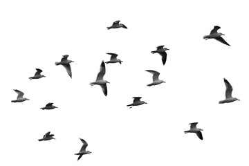 Graceful seagulls soaring against a dark expanse, capturing the freedom and beauty of flight, perfect for design needs