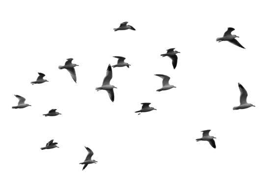 Graceful seagulls soaring against a dark expanse, capturing the freedom and beauty of flight, perfect for design needs
