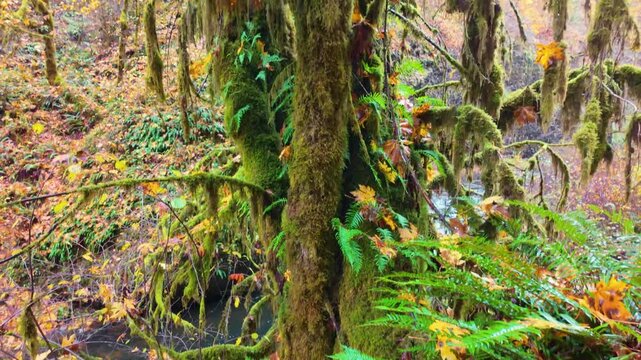 A stunning, immersive view of the forest floor and canopy at Silver Falls State Park, showcasing a dense woodland filled with the vibrant, fiery colors of maple and deciduous leaves
