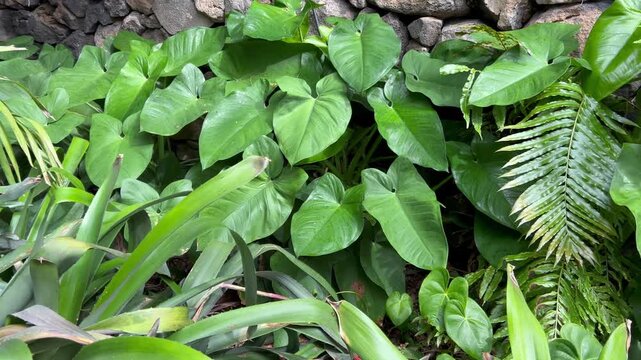 Vegetaci&oacute;n tropical en Canarias