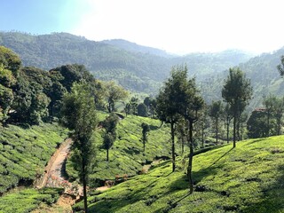 Lush Green Mountain Plantation Landscape