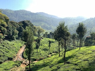 Lush Green Mountain Plantation Landscape