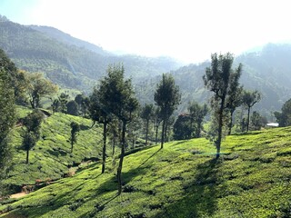 Lush Green Mountain Plantation Landscape