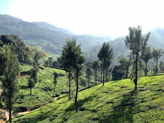 Lush Green Mountain Plantation Landscape