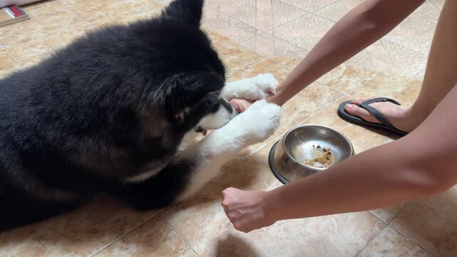 4K footage video, alaskan malamute or Siberian husky dog playing games of smelling and guessing food hidden in one of owner&rsquo;s hand palm. Playing games before eating. Cute dog.