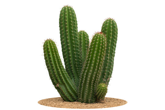 Vibrant green cactus cluster thrives, showcasing prickly texture and desert resilience, perfect for natural decor and arid landscape themes.