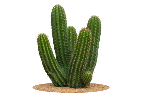 Vibrant green cactus cluster thrives, showcasing prickly texture and desert resilience, perfect for natural decor and arid landscape themes.