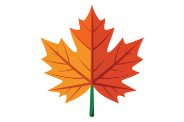 maple leaf on white background