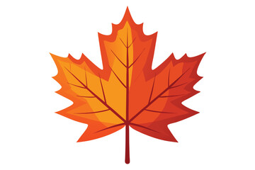 maple leaf on white background