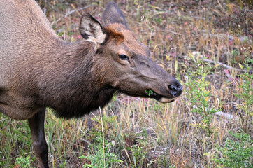 Cow Elk Eating Weeds