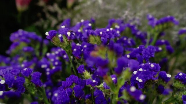 Colorful Sea Lavender Statice Flower Bunch
