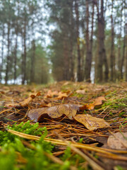 Autumn path in a pine forest, low angle view