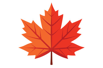 maple leaf on white background