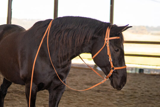 Black horse in tan biothane side pull bridle