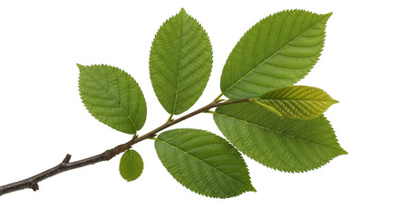 Fototapeta premium Fresh green leaves on a branch springtime botanical foliage on transparent background