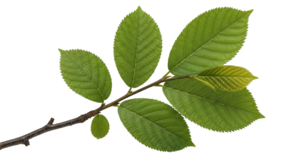 Fresh green leaves on a branch springtime botanical foliage on transparent background