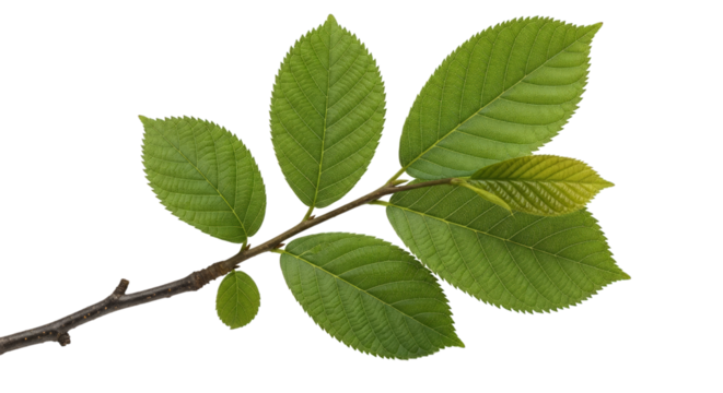 Fresh green leaves on a branch springtime botanical foliage on transparent background