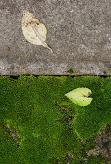 Close-Up View of Fallen Leaves on Green Moss with Textured Gray Concrete Surface, Nature Background for Eco-Friendly Designs and Concepts
