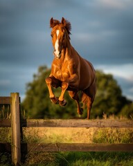 Horse leaps over wooden fence in evening sunlight