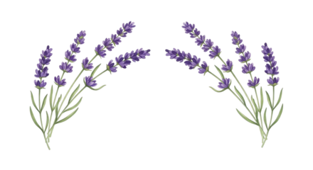 Lavender floral design purple flower botanical illustration on transparent background