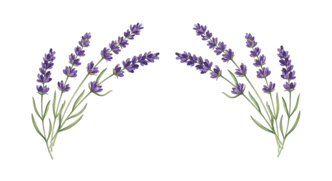 Lavender floral design purple flower botanical illustration on transparent background - Powered by Adobe