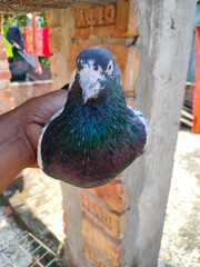 Super Standing Quality Teddy 128 Pigeon Photography 
