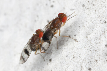Chymomyza is a genus of vinegar flies (insects in the family Drosophilidae). Mating individuals on the wall of a house.