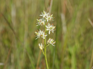 Triantha glutinosa (False Asphodel or Sticky Tofieldia) Blooming in a Wet Prairie Habitat