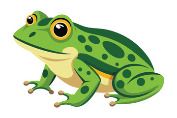 frog on white background