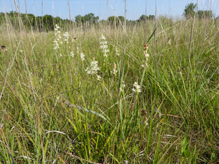 Triantha glutinosa (False Asphodel or Sticky Tofieldia) Blooming in a Wet Prairie Habitat