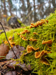 Macro of orange fungi on a mossy log.
