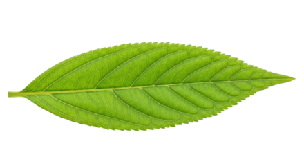 Single leaf close up vibrant foliage botanical specimen on transparent background