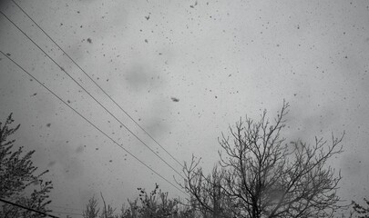 winter landscape with snow on  tree branches background during snowfall