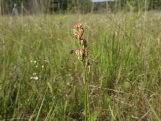 Triantha glutinosa (False Asphodel or Sticky Tofieldia) Blooming in a Wet Prairie Habitat