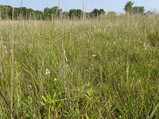 Triantha glutinosa (False Asphodel or Sticky Tofieldia) Blooming in a Wet Prairie Habitat