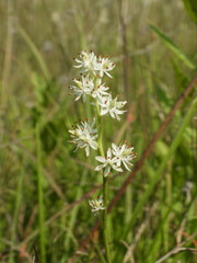 Triantha glutinosa (False Asphodel or Sticky Tofieldia) Blooming in a Wet Prairie Habitat