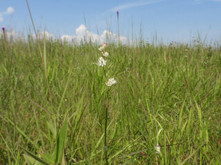 Triantha glutinosa (False Asphodel or Sticky Tofieldia) Blooming in a Wet Prairie Habitat
