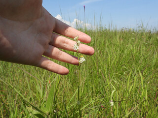 Triantha glutinosa (False Asphodel or Sticky Tofieldia) Blooming in a Wet Prairie Habitat