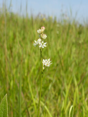 Triantha glutinosa (False Asphodel or Sticky Tofieldia) Blooming in a Wet Prairie Habitat