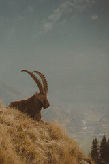 wild goat in the mountains © Mickej899